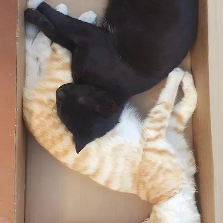 El Gato Genial Villa Lomo de Mena