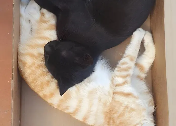 El Gato Genial Villa Lomo de Mena