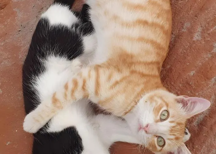 Villa El Gato Genial Lomo de Mena