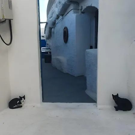El Gato Genial *